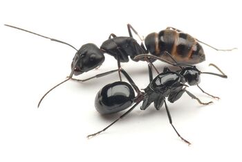 Polyrhachis lamellidens queen, Camponotus japonicus worker, Taku Shimada.jpg