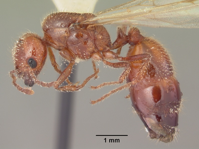 File:Solenopsis geminata casent0104519 profile 1.jpg