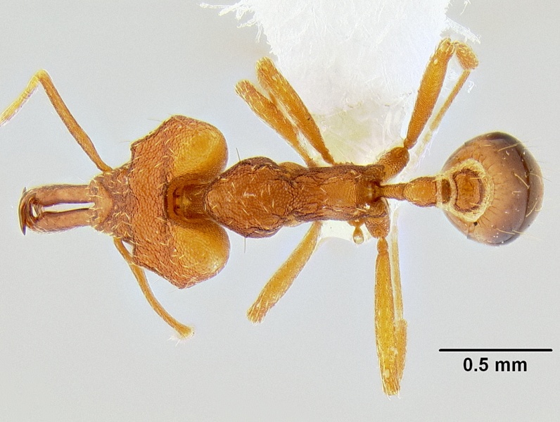 File:Strumigenys chyzeri casent0106249 d 1 high.jpg