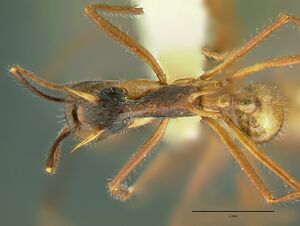 Aphaenogaster quadrispina had.jpg