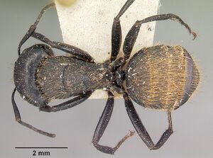 Camponotus darwinii rubropilosus casent0104628 dorsal 1.jpg
