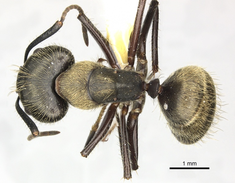 File:Camponotus femoratus casent0619231 d 1 high.jpg