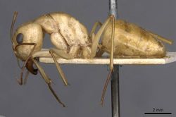 Camponotus mystaceus exsanguis casent0909949 p 1 high.jpg