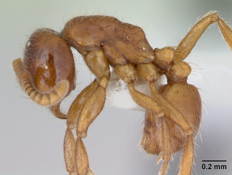 File:Labidus coecus casent0173595 profile 1.jpg