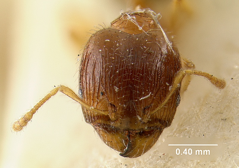 File:MCZ-ENT00009137 Pheidole moerens hef.jpg