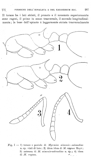 File:Menozzi 1939 aimonissabaudia 2.png