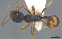 Myrmica urbanii D casent0904100.jpg