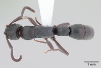 Platythyrea pilosula casent0178861 dorsal 1.jpg