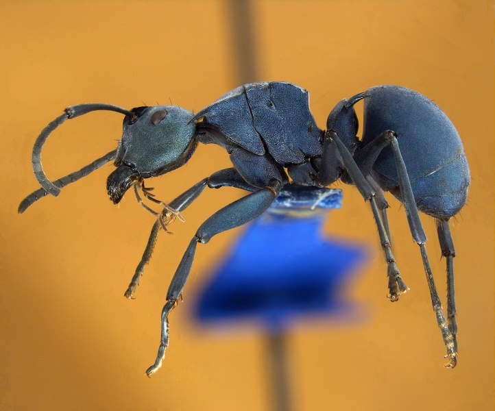 File:Polyrhachis-baca-lateral-am-lg.jpg