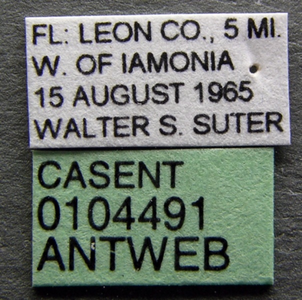 File:Pyramica wrayi casent0104491 label 1.jpg