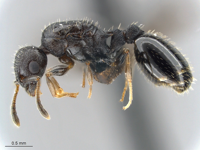 File:Temnothorax-longispinosus -MCZ001L.jpg