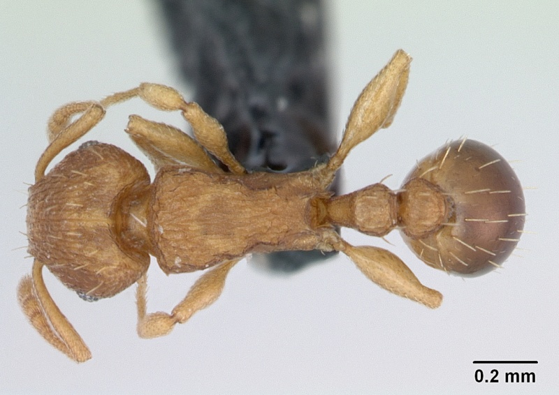 File:Tetramorium simillimum casent0173318 dorsal 1.jpg