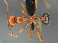 Aphaenogaster-uinta-MCZ001D.jpg