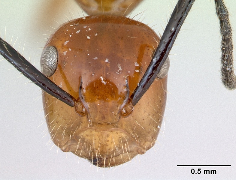 File:Camponotus constructor inb0003662435 head 1.jpg