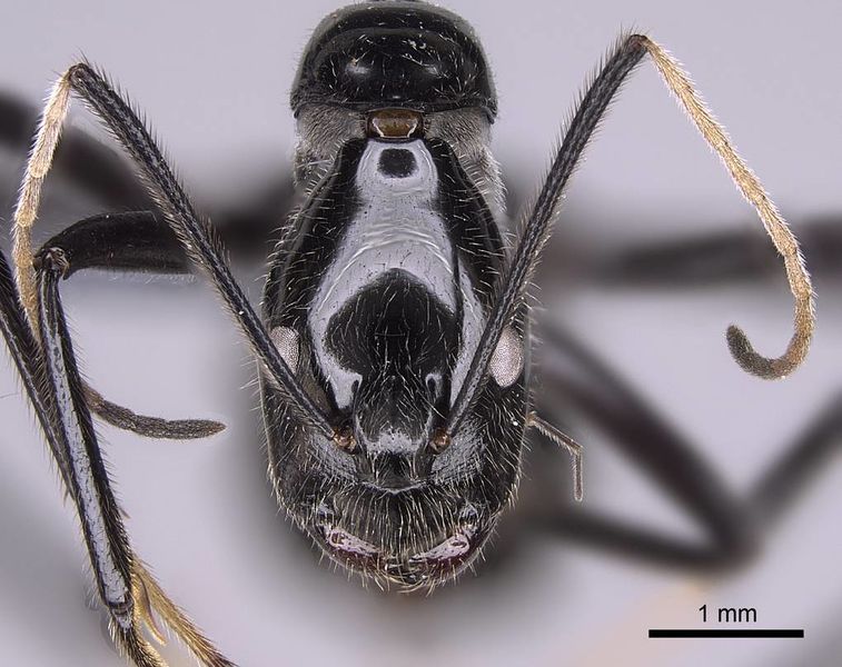 File:Camponotus longicollis casent0763008 h 2 high.jpg