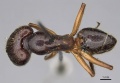 Camponotus rufifemur casent0906960 d 1 high.jpg