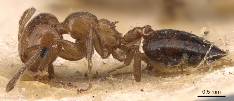 File:Crematogaster alulai casent0904514 p 1 high.jpg