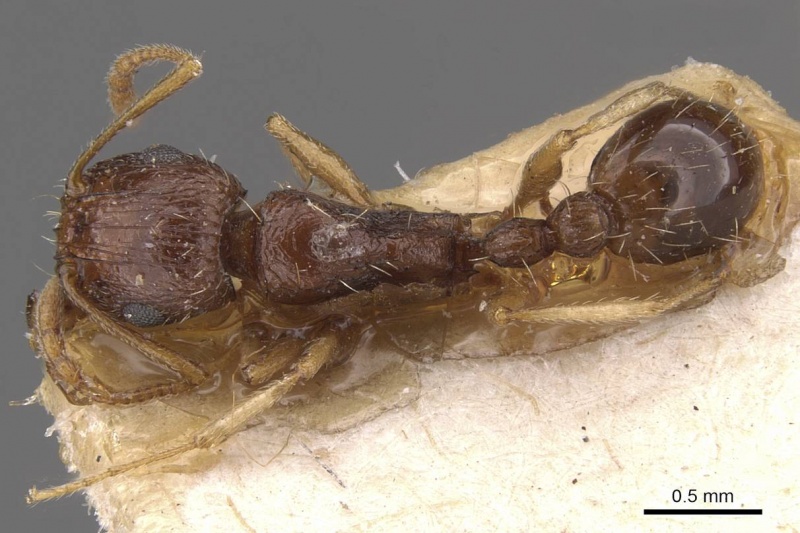 File:Tetramorium gracile casent0909134 d 1 high.jpg