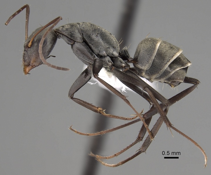 File:Camponotus parius casent0280277 p 1 high.jpg