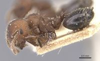 Crematogaster artifex casent0912667 p 1 high.jpg