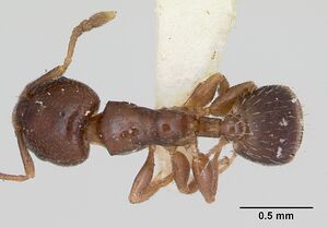 Gauromyrmex acanthinus casent0172786 dorsal 1.jpg