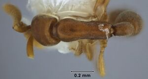 Probolomyrmex latalongus ANIC32-011642 top 80-AntWiki.jpg