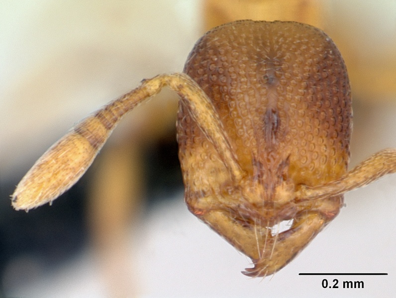 File:Baracidris sitra casent0006829 head 1.jpg