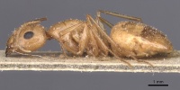 Camponotus planitae casent0911908 p 1 high.jpg