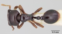 Phalacromyrmex fugax casent0103116 dorsal 1.jpg