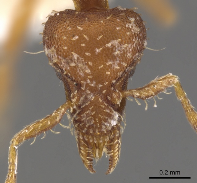 File:Strumigenys insula casent0900112 h 1 high.jpg