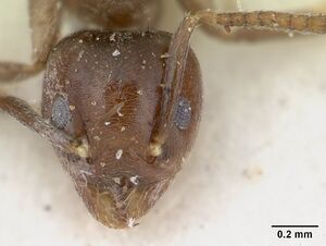 Technomyrmex ilgi sam-hym-c004792 head 1.jpg