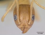 Technomyrmex madecassus casent0128740 head 1.jpg