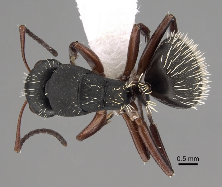 File:Camponotus erinaceus casent0280291 d 1 high.jpg