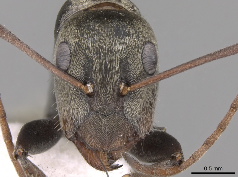 File:Camponotus flavomarginatus casent0906445 h 1 high.jpg