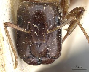 Camponotus orthocephalus casent0905498 h 1 high.jpg