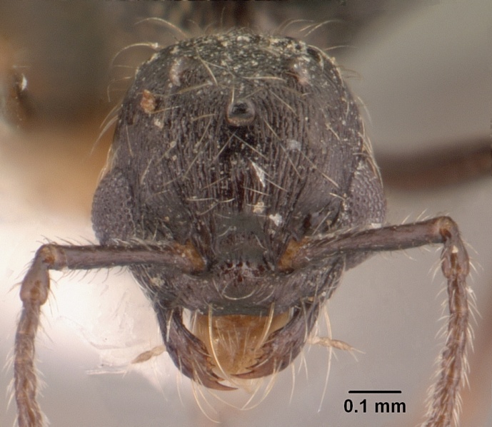 File:Goniomma collingwoodi casent0101189 head 1.jpg