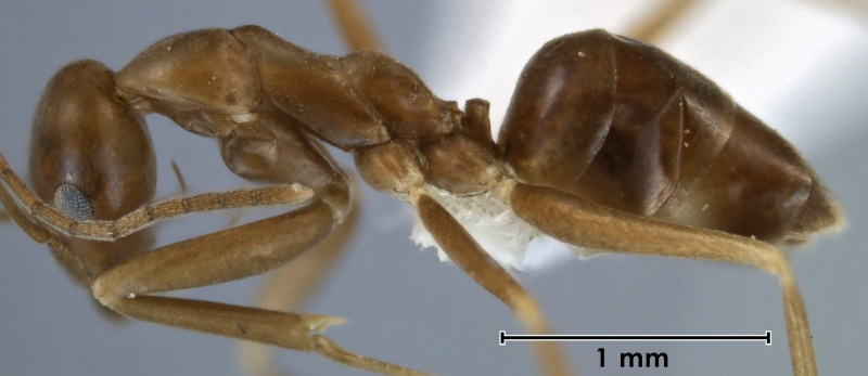 File:Leptomyrmex aitchisoni ANIC32-023632 side 32-Antwiki.jpg