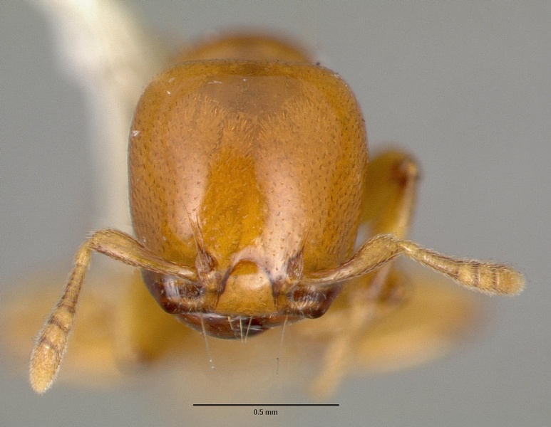 File:Liomyrmex gestroi castype06922 head 1.jpg