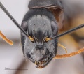 MCZ ENT Camponotus MOZ sp15 hef 5x.jpg