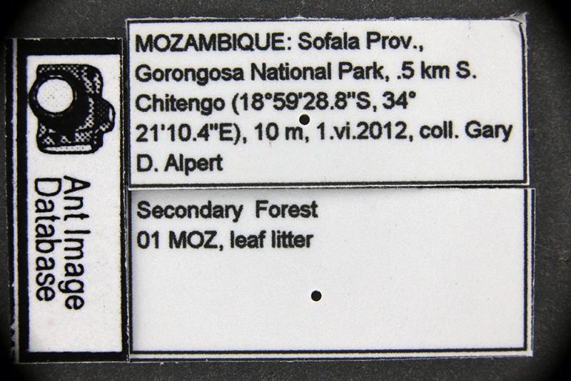 File:MCZ ENT Carebara MOZ sp1 lbs.jpg