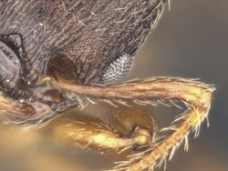 Myrmica lobifrons antenna.jpg