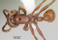 Neivamyrmex swainsonii casent0104748 dorsal 1.jpg