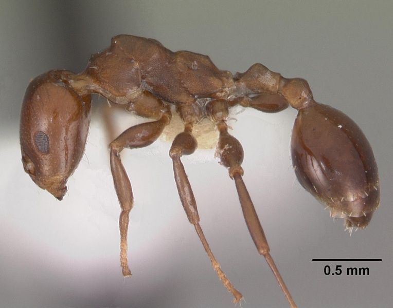 File:Nesomyrmex gibber casent0102303 profile 1.jpg