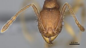 Pheidole mantadia casent0923169 h 2 high.jpg