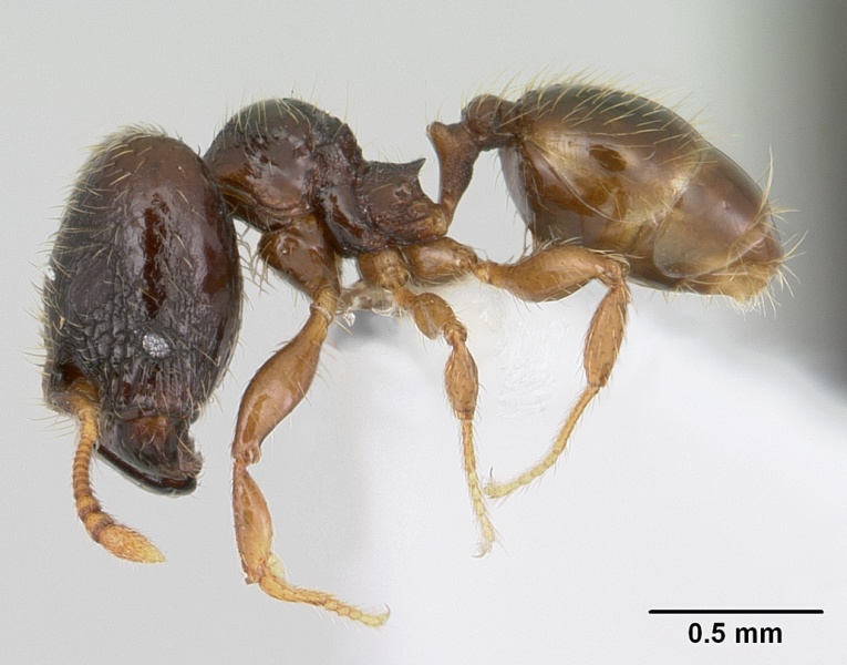 File:Pheidole mosenopsis casent0178035 profile 1.jpg