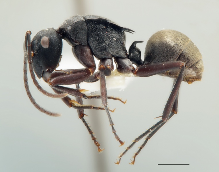 File:Polyrhachis archeri side.jpg