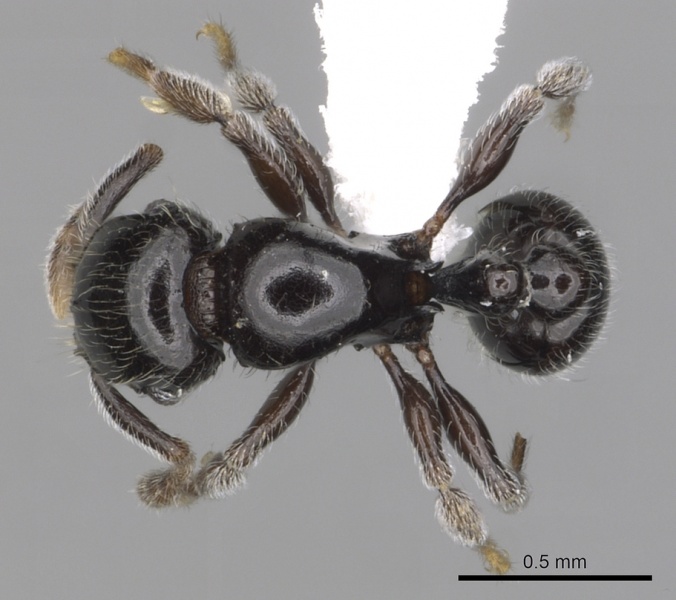 File:Tetramorium menkaura casent0316983 d 1 high.jpg