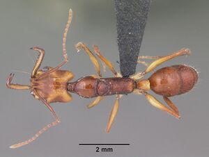 Anochetus goodmani casent0454531 dorsal 1.jpg