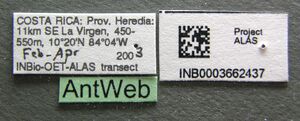 Camponotus constructor inb0003662437 label 1.jpg