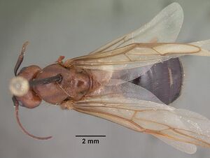 Camponotus floridanus casent0103675 dorsal 1.jpg